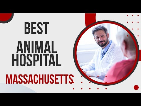 Animal Hospital in Massachusetts