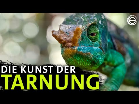 Battle der Chamäleons – Wer ist besser getarnt? | Erlebnis Erde