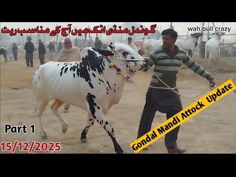 Today Gondal Mandi Attock Latest 15/12/2025 Fatehjangi Rate's Update( @wahbullcrazy )Qurbani 2026.27