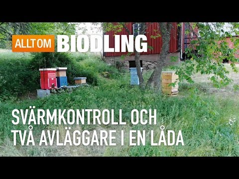 Svärmkontroll och två avläggare i en låda - Biodling