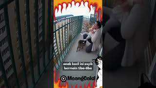 Download lagu Momen Heroik! Si Kucing Imut Jadi Penyelamat Sejati Anak Kecil 🐱🔥 mp3