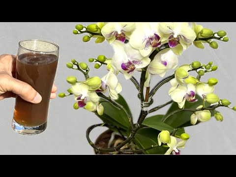 Gießen Sie jede Woche 1 Tasse! Die Orchidee wird sofort Wurzeln und Blütenstände bilden.