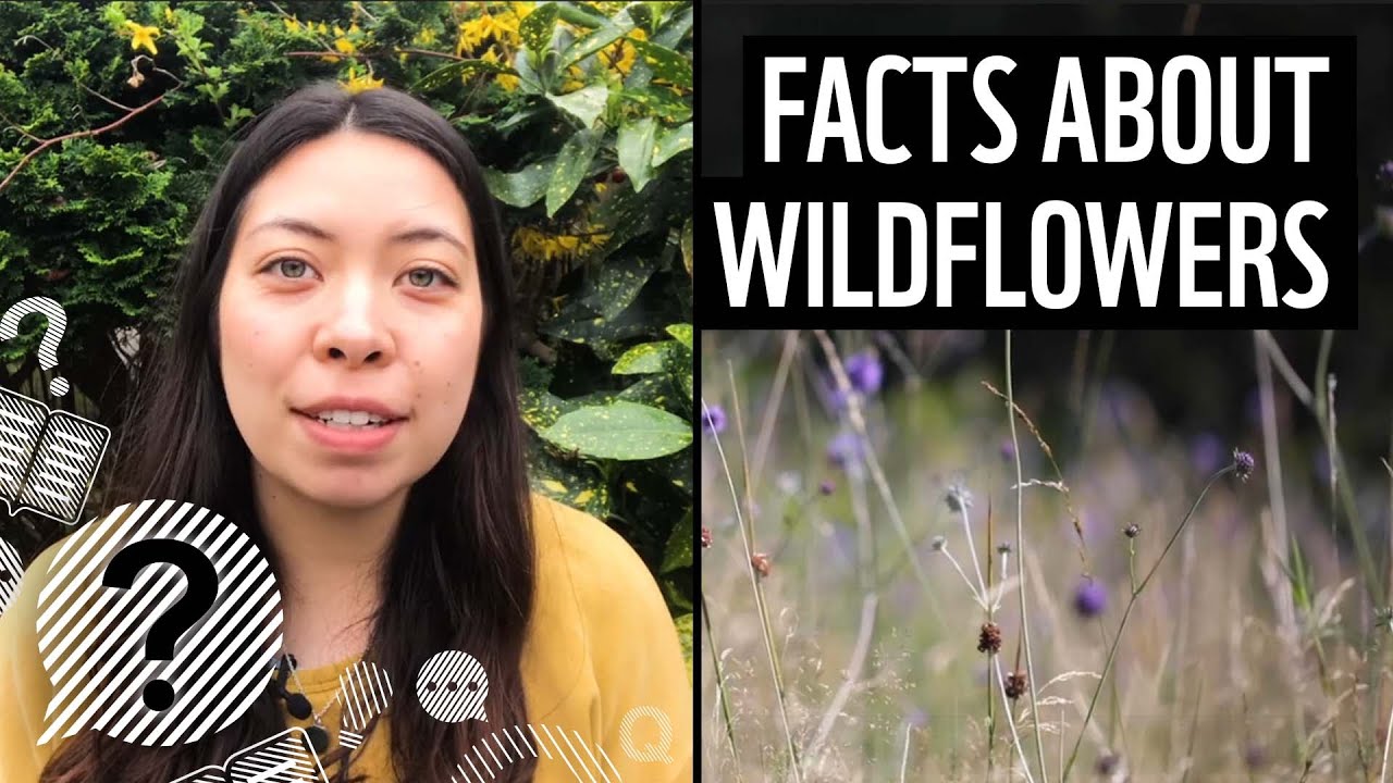 Why are wild flowers good for the environment? Tipseri