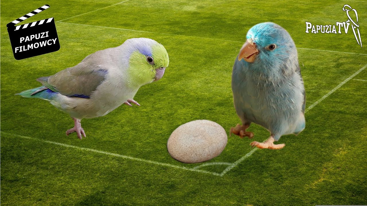 Parrotlets Playing Pebbles