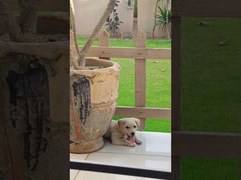 Tiny paws big troubles| Cute puppy