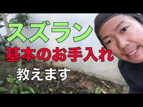 スズラン 植物