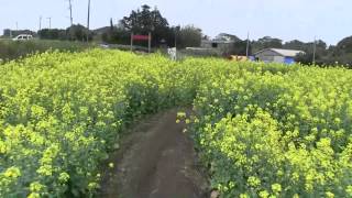 preview picture of video '種子島のふるさと情報：南種子町長谷菜の花祭巨大迷路を歩く！'