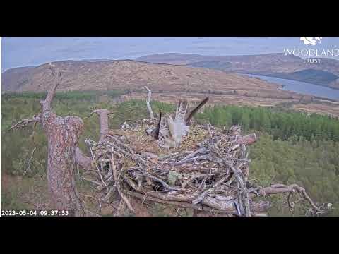 Louis gets blown off the nest