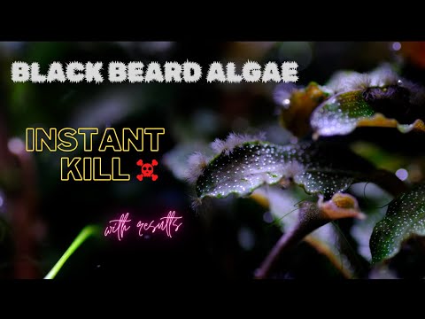 Black Beard Algae - Instant & Permanent Solution with Results