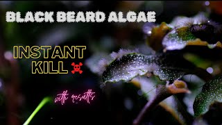 Black Beard Algae - Instant & Permanent Solution with Results