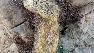 Download lagu honey cuting video Part 41 @gulvisiting6788 mp3