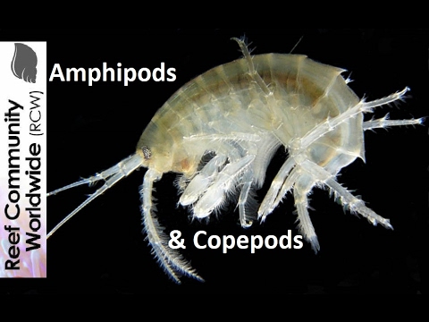 Amphipods and Copepods at night in reef tank