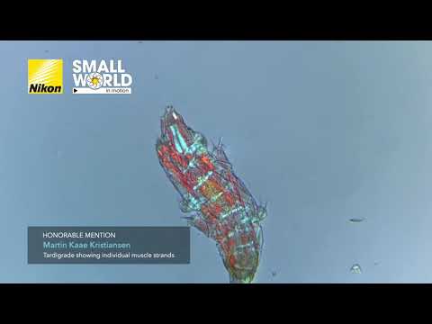 Nikon Small World In Motion 2021 Winners
