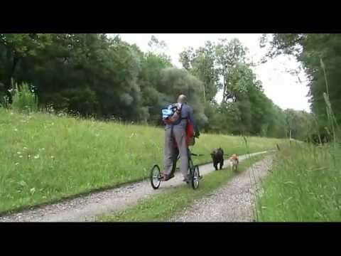 Zughunde Trike Briard Pico Felan DMDS & Golden Retriever Ilvy