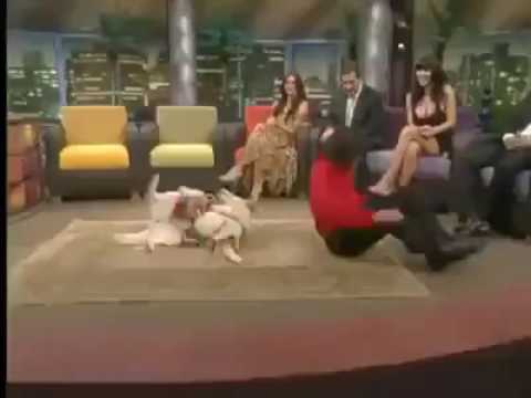 Perro bailando el reggaeton