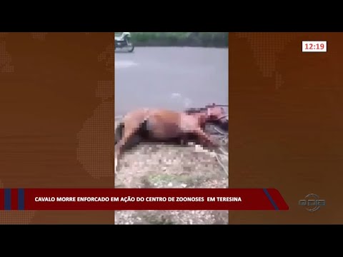 Cavalo morre enforcado em ação do Centro de Zoonose em Teresina 20 01 2023