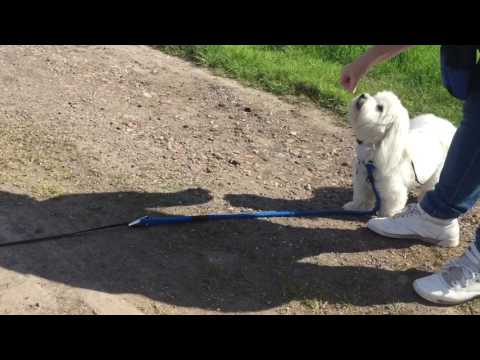 JAYDEE NERVOUS LITTLE DOG: first time off lead with a bigger dog.