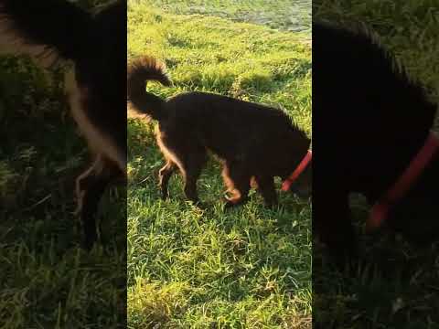 #maggi ❤️❤️😘#edit #jarmansafeddog #black #pratyush #pratyush sonu#funny #motivation #wildlife #dog