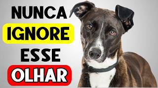 O motivo REAL que o seu cachorro ENCARA você pode ser ASSUSTADOR!