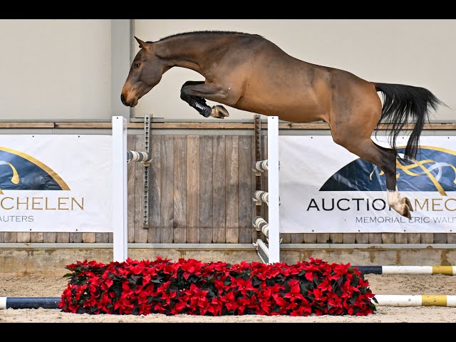 Hurricane De Katapult Z