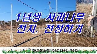 1년차 사과나무 전정, 전지하기