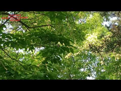 SOUTH KOREA BIRDS (KOREAN Bush warbler)