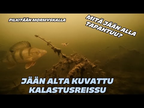 PILKKIREISSU JÄÄN ALTA||Pilkitään black caviar mormyskalla