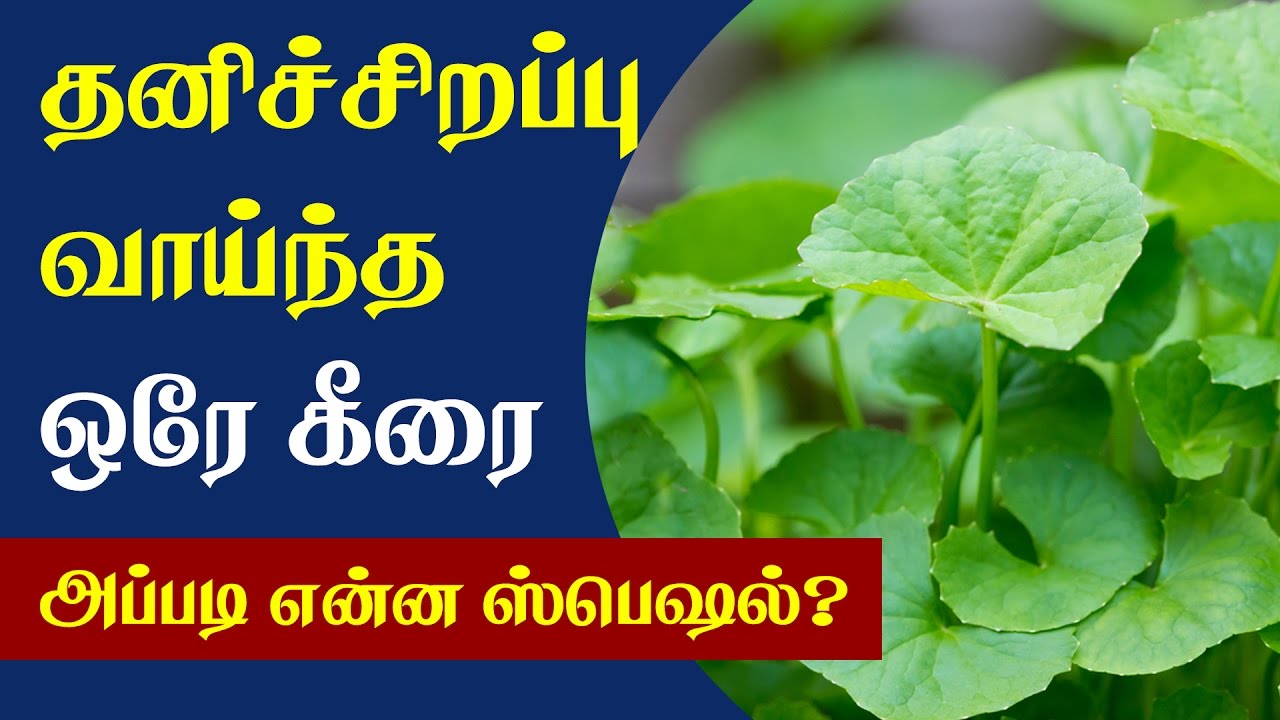 Health Benefits of Vallarai Keerai - Tamil Health Tips
