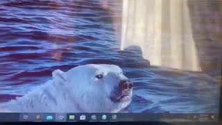 Save the Polar Bears