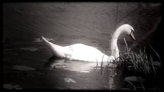 SALINE GRACE - 'BLACKSMITH'S FIRE' (OFFICIAL ALBUM TEASER)