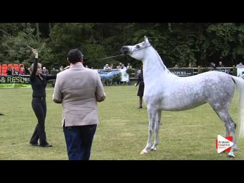 N.30 MAHALYA L JAMAL - Bruges 2015 National - Mares 4-6 years old (Class 7)