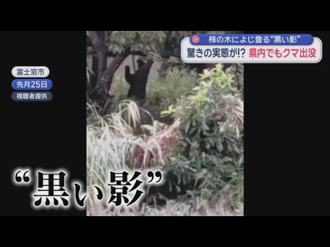 YouTube Video 静岡県内でもクマが出没　富士宮市の民家の敷地内にクマが　2025年度の目撃情報100件超える
