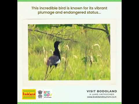Bengal Florican Sightings at Bhairabkunda (Image & Video Footage Credit : Didom Daimari)
