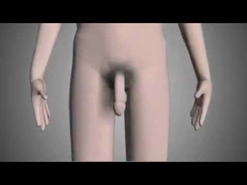Mempengaruhi potensi miokard Aphrodisiacs aphrodisiacs untuk pria