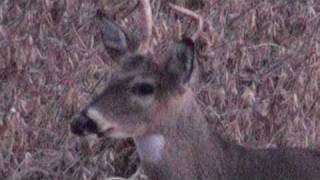 preview picture of video 'Large body, small rack buck'
