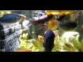 Сомы перевертыши Synodontis In A 240 Liter Aquarium