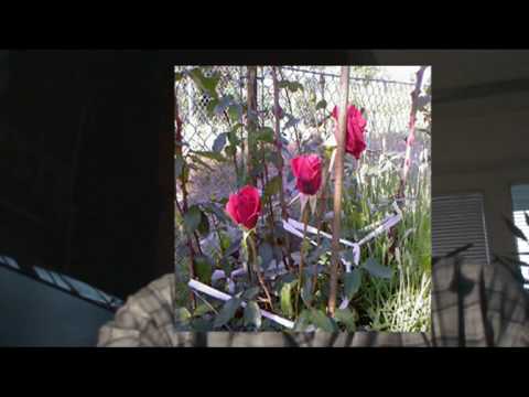 DADDY SPIEWA    - SZCZESCIE  - LE BONHEUR