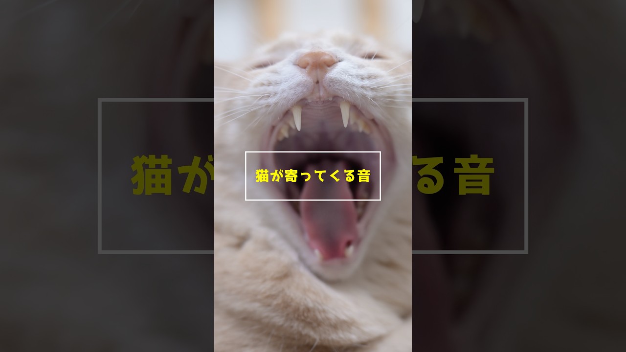 猫が寄ってくる音 #shorts #猫