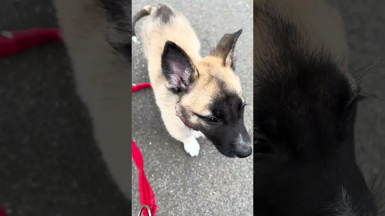 Enlarge Copper, an adopted mixed breed in Tigard, OR video 5/5