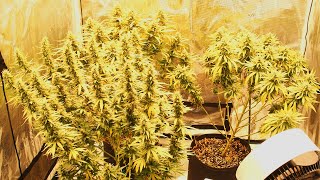 Mars-Hydro FC-E4800 Grow Series Ep. 3 - Flowering Cycle by RuffHouse Studios