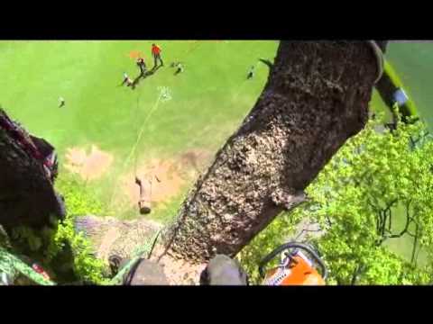 Temple tree care video.