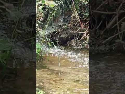 #nature #water  # #music #song #cover