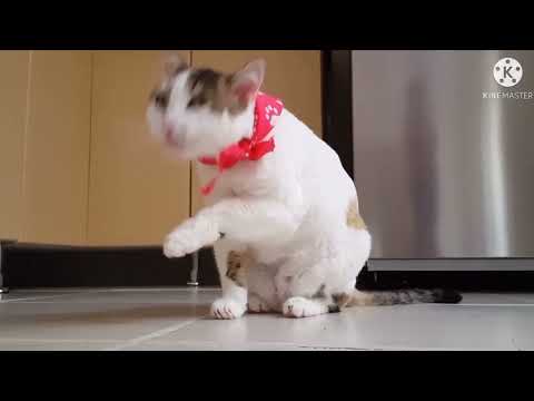 meowing cats-our meowing CatVideos-kitten meowing Cat