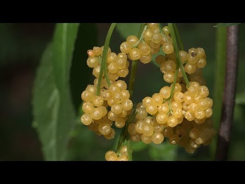 download lagu mp3 mp4 Bush Tucker Dessert Recipes, download lagu Bush Tucker Dessert Recipes gratis, unduh video klip Bush Tucker Dessert Recipes