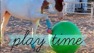 Play Time | Mega Jolly Ball & Harley Gets Hurt!