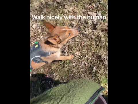 Pablo, an adopted Australian Cattle Dog / Blue Heeler Mix in Manassas, VA_image-1