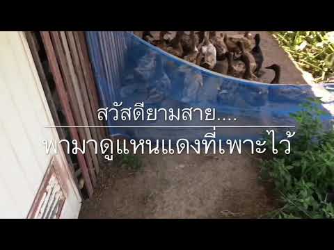 สรุปผลเพาะแหนแดง (พร้อมให้จุลินทรีย์สังเคราะห์แสงเป็นไง!!!!)|happiness farm