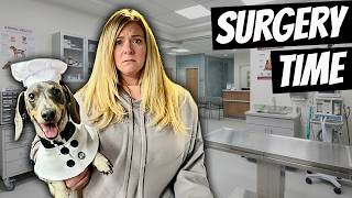We Stopped Van Life for THIS DOG SURGERY