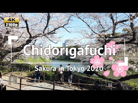 [4K] Japan - Sakura (Cherry Blossoms) in Tokyo 2020: Chidorigafuchi