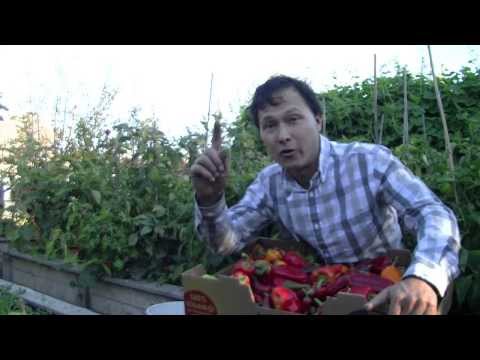 Organic Pest Control - End Problems with Bugs Forever in Your Garden